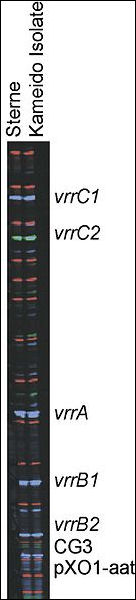 20120710-bio 1993_48_Kameido_isolates_genotype.jpg